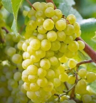 Vinn� r�va bezsemenn� �CARATI� 30-40 cm, kont. 2 l