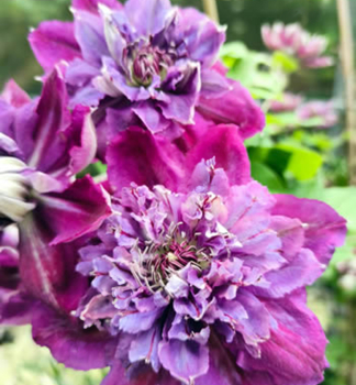 Plam�nek velkokv�t� �BIRTHDAY GIRL� 40-50 cm, kont. 2 l