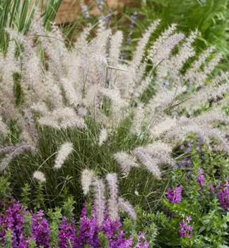 Dochan v�chodn� (vousatec) �JS DANCE WITH ME�� kont. 2 l