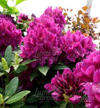Obr�zok (5)