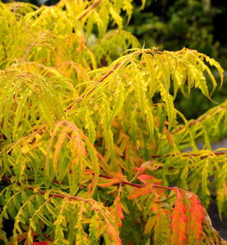 �kumpa orobincov� �TIGER EYES�� 40-50 cm, kont. 5 l