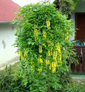 �t�d�enec alpsk� �PENDULUM� na km�nku 120 cm, kont. 10 l