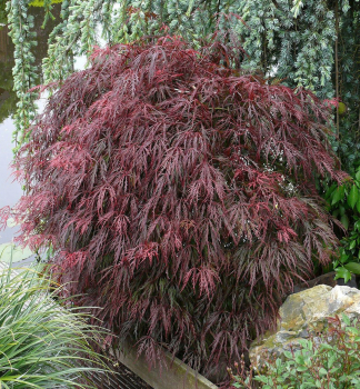 Javor dlanitolist� �RED FEATHERS� na km�nku 60 cm, kont. 5 l