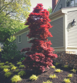 Javor dlanitolist� �TWOMBLY�S RED SENTINEL� 40-50 cm, kont. 3 l