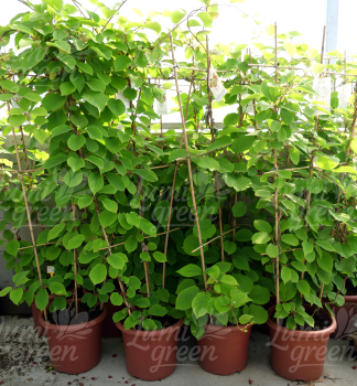 Obr�zok (1)
