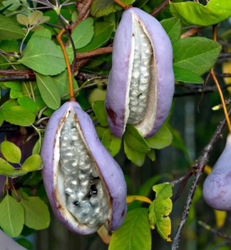 Akebie troj�etn� (�okol�dov� v�no) 40-50 cm, kont. 2 l