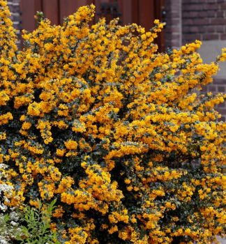 D�i���l lologsk� �APRICOT QUEEN� 50-60 cm, kont. 4,5 l