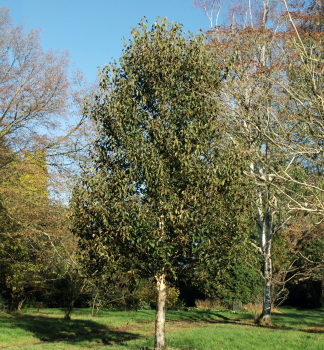 B��za ��nsk� �FASCINATION� 250-270 cm, kont. 3 l