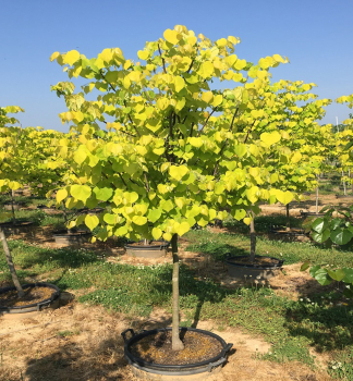 Zmarlika �HEARTS OF GOLD�� na km�nku 120 cm, kont. 12 l