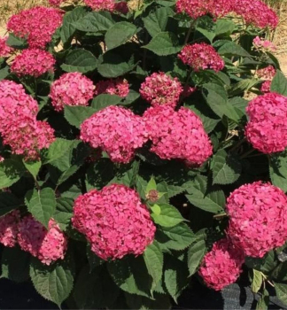 Hortenzie strome�kovit� �CANDYBELLE� SORBET� 30-40 cm, kont. 4 l