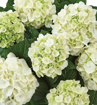 Hortenzie velkolist� �ICE BOY�� 40-50 cm, kont. 4 l