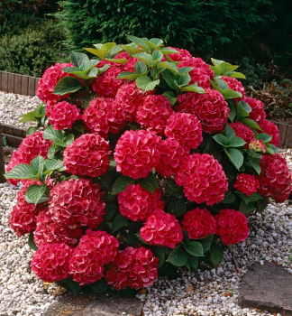 Hortenzie velkolist� �LITTLE RED� 15-20 cm, kont. 2 l