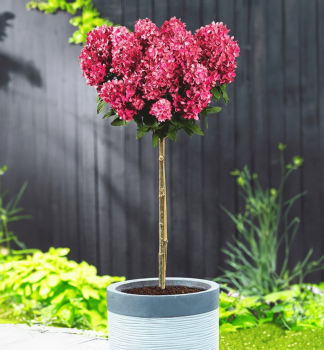 Hortenzia lantnat� �BLOODY MARIE� na km�nku 80 cm, kont. 6,5 l