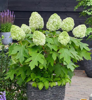 Hortenzie dubolist� �TARA� 20-30 cm, kont. 2 l