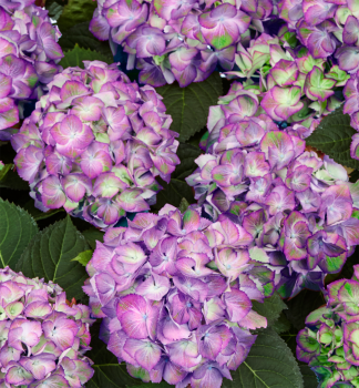 Hortenzie velkolist� �SWEET LIPS PURPLE� 40-50 cm, kont. 4 l