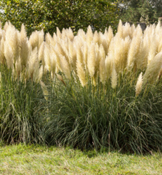 Kortad�rie - pampov� tr�va �CITARO� 40-50 cm, kont. 5 l