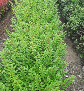 Pta�� zob vej�itolist� �LITTLE GREEN DIAMOND� 15-20 cm, kont. 1 l