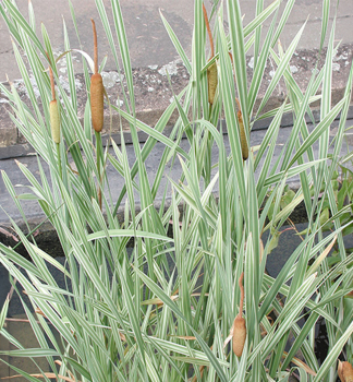 Orobinec �irokolist� �VARIEGATA�, kont. 0,5 l