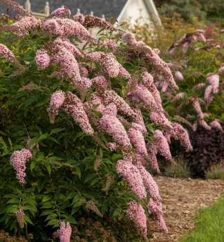 Komule Davidova �PINK CASCADE�� 15-20 cm, kont. 2,5 l