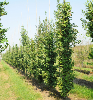 Jinan dvoulalo�n� (Ginko biloba) �OBELISK� 10-15 cm, kont. 2,5 l