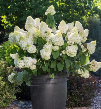 Hortenzie latnat� �LITTLE HOTTIE�� 20-30 cm, kont. 3 l