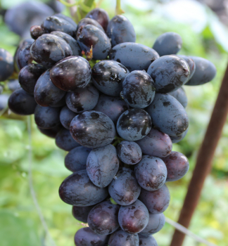 R�va vinn� rezistentn� �PAMJA� D�ENEVA� (AKADEMIK) zemn� bal