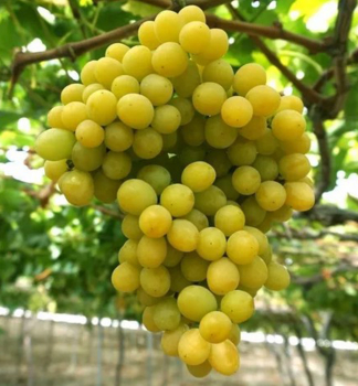 Vinn� r�va stoln� bezsemenn� �RATATOUILLE� zemn� bal