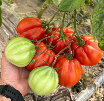 Raj�e ty�kov� �ARALDINO F1� kont. 0,5 l