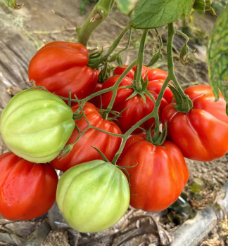 Raj�e ty�kov� �ARALDINO F1� kont. 0,5 l