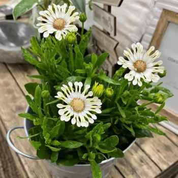 Osteospermum (kapsk� kopretina) �MARGARITA� CREME SPOON�, kont. 0,5 l