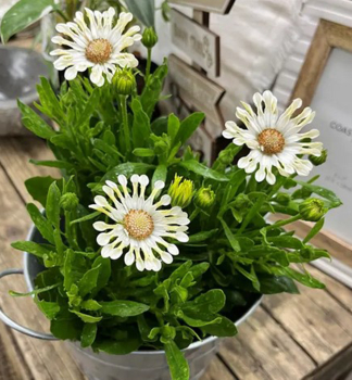 Osteospermum (kapsk� kopretina) �MARGARITA� CREME SPOON�, kont. 0,5 l