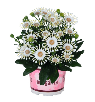 Osteospermum (kapsk� kopretina) �MARGARITA� CREME SPOON�, kont. 0,5 l