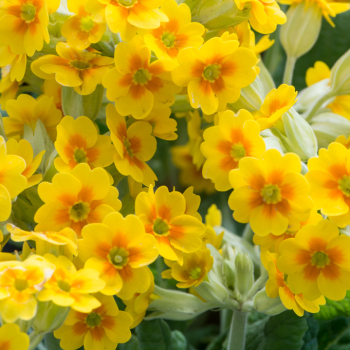 Petrkl�� jarn� �LIME WITH ORANGE� kont. 0,5 l