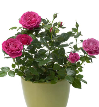 Minir��e �PINK� 10-15 cm, kont. 1,4 l