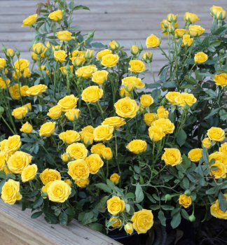 Minir��e �YELLOW� 10-15 cm, kont. 1,4 l