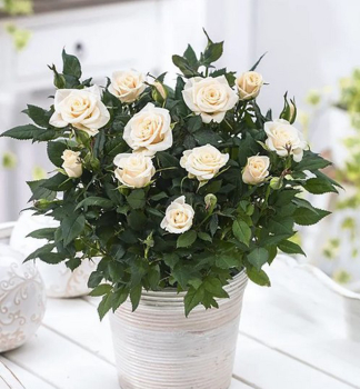 Minir��e �WHITE� 10-15 cm, kont. 1,4 l