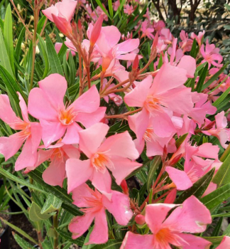 Oleandr r��ov� �SOLEIL LEVANT� 30-40 cm, kont. 3 l