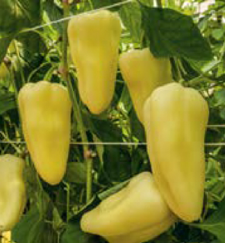 Paprika ro�n� zeleninov� �BLANQUE F1�, 6 ks v multiplate