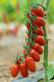 Raj�e cherrry �SOLBELLO F1�, kont. 0,5 l