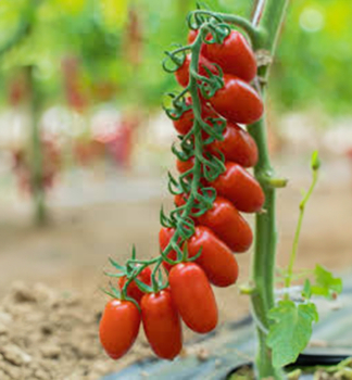 Raj�e cherrry �SOLBELLO F1�, kont. 0,5 l