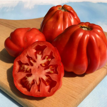 Raj�e ty�kov�  �CANESTRINO F1�, kont. 0,5 l