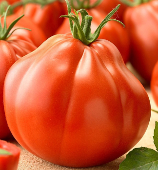 Raj�e ty�kov� �SILVANO F1�, kont. 0,5 l