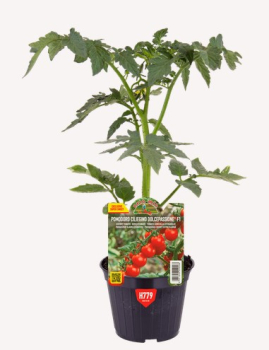 Raj�e cherry �DOLCEPASSIONE F1� kont. 0,5 l