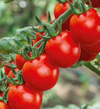 Raj�e cherry �DOLCEPASSIONE F1� kont. 0,5 l