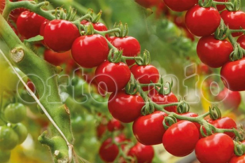 Raj�e cherry �RED MOON F1� kont. 0,5 l