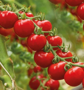 Raj�e cherry �RED MOON F1� kont. 0,5 l