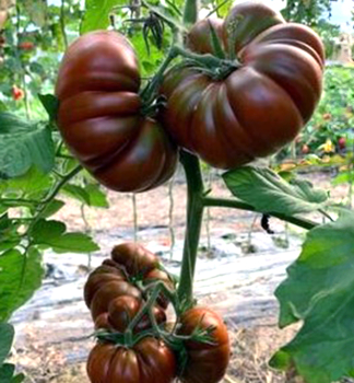 Raj�e ty�kov� �CAPPUCCINO�, kont. 0,5 l