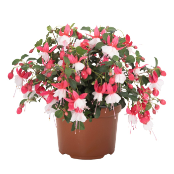 Fuchsia �BALLERINA� BALOON�, kont. 0,5 l