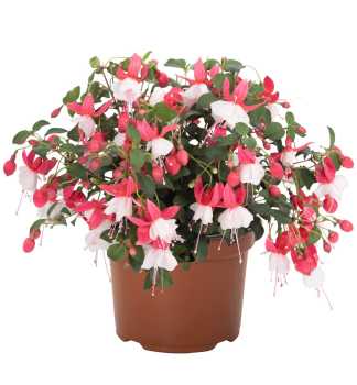 Fuchsia �BALLERINA� BALOON�, kont. 0,5 l