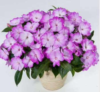 Net�kavka novoguinejsk� �HARMONY RADIANCE LILAC�, kont. 0,5 l